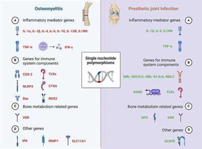 Single nucleotide polymorphisms in the development of osteomyelitis and prosthetic joint infection: a narrative review